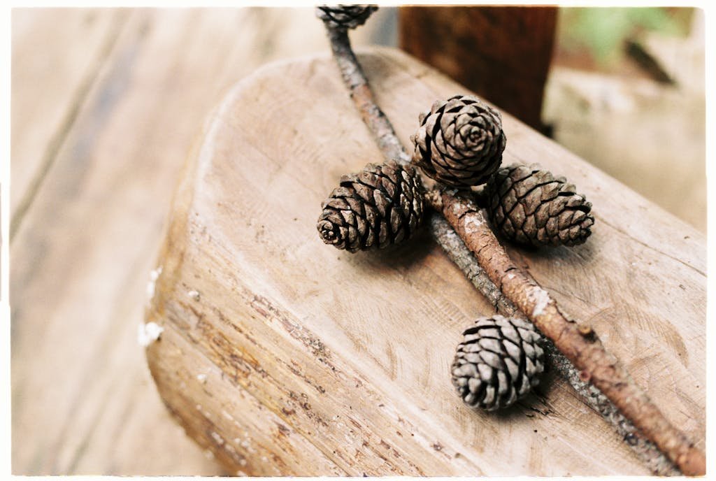 An artistic shot of pine cones on a wooden surface with a blurred natural background.